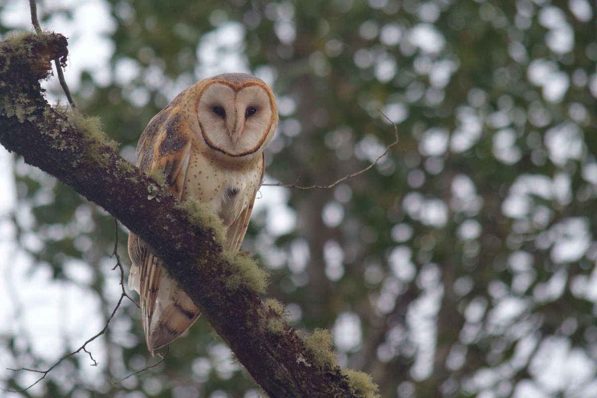 Barn Owl - ML309359701