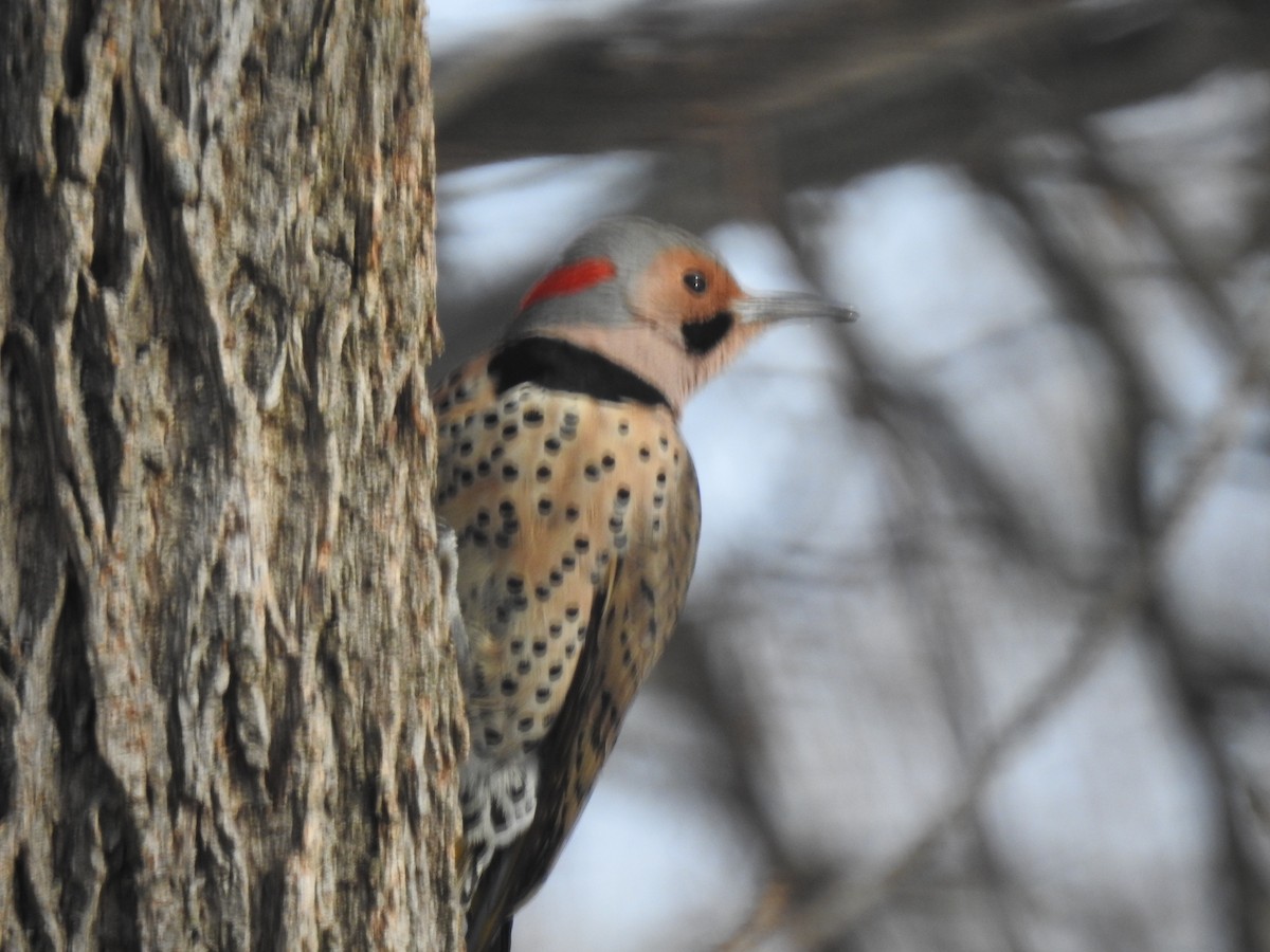 Northern Flicker - ML309360921