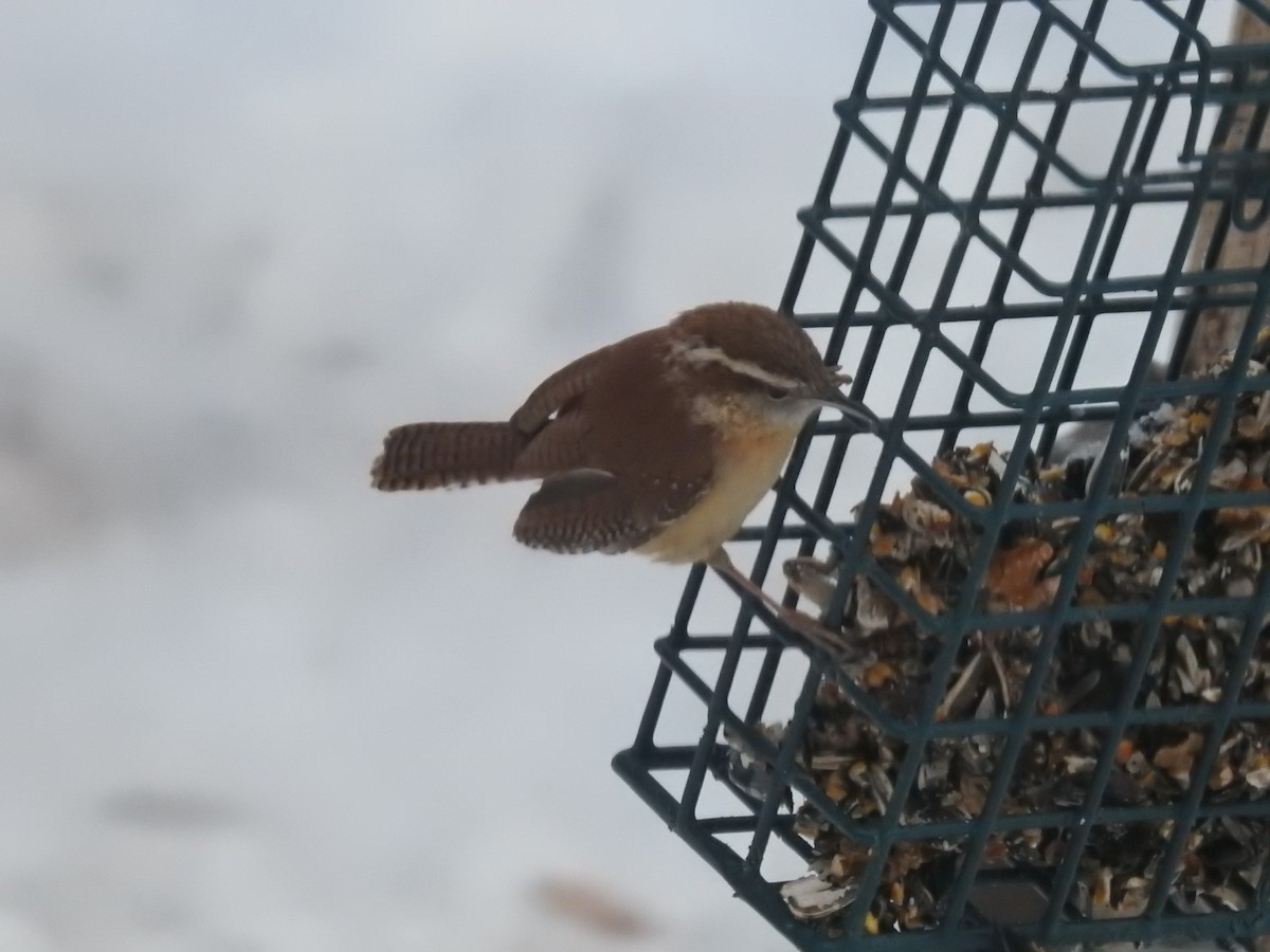 Carolina Wren - ML309361071