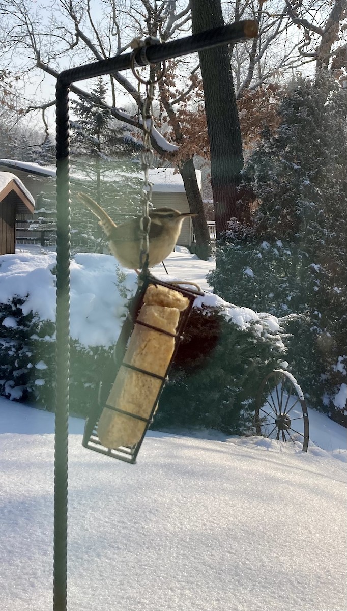 Carolina Wren - ML309361621