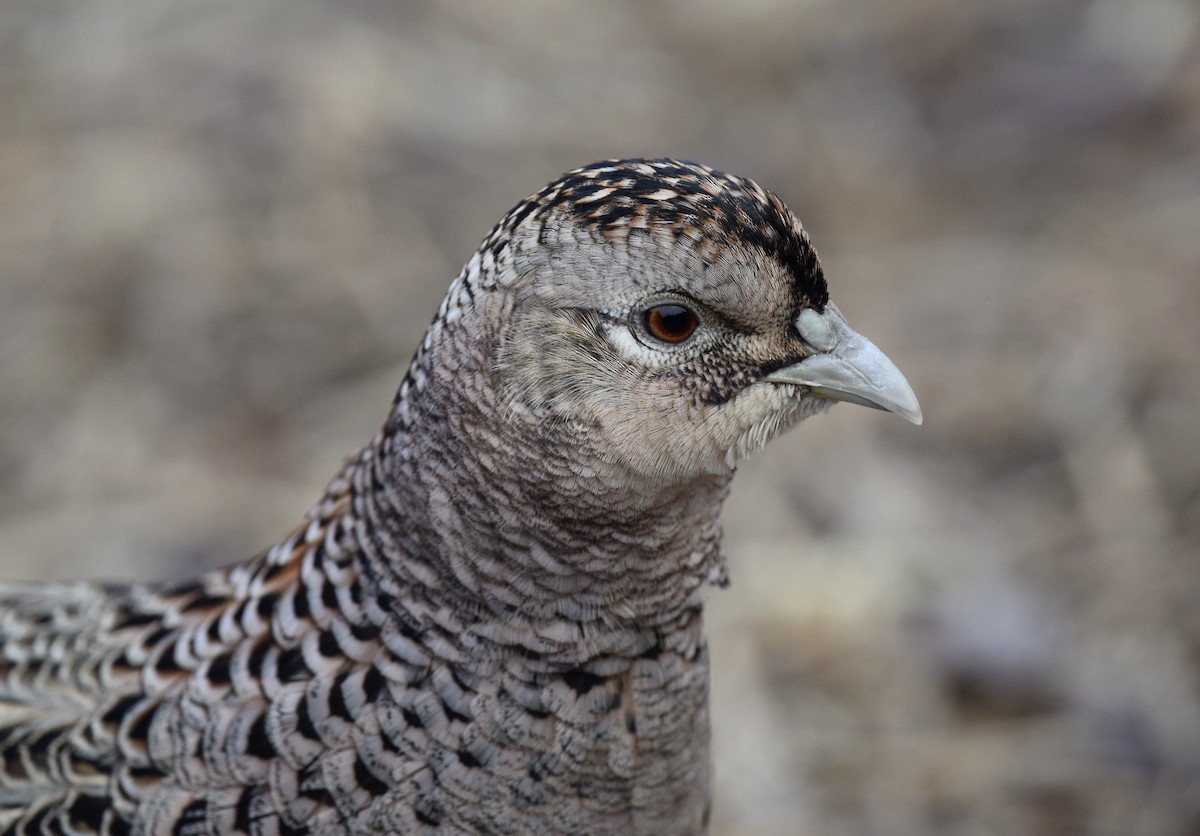 Jagdfasan - ML309362891