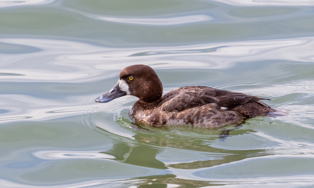 Greater Scaup - ML309363051