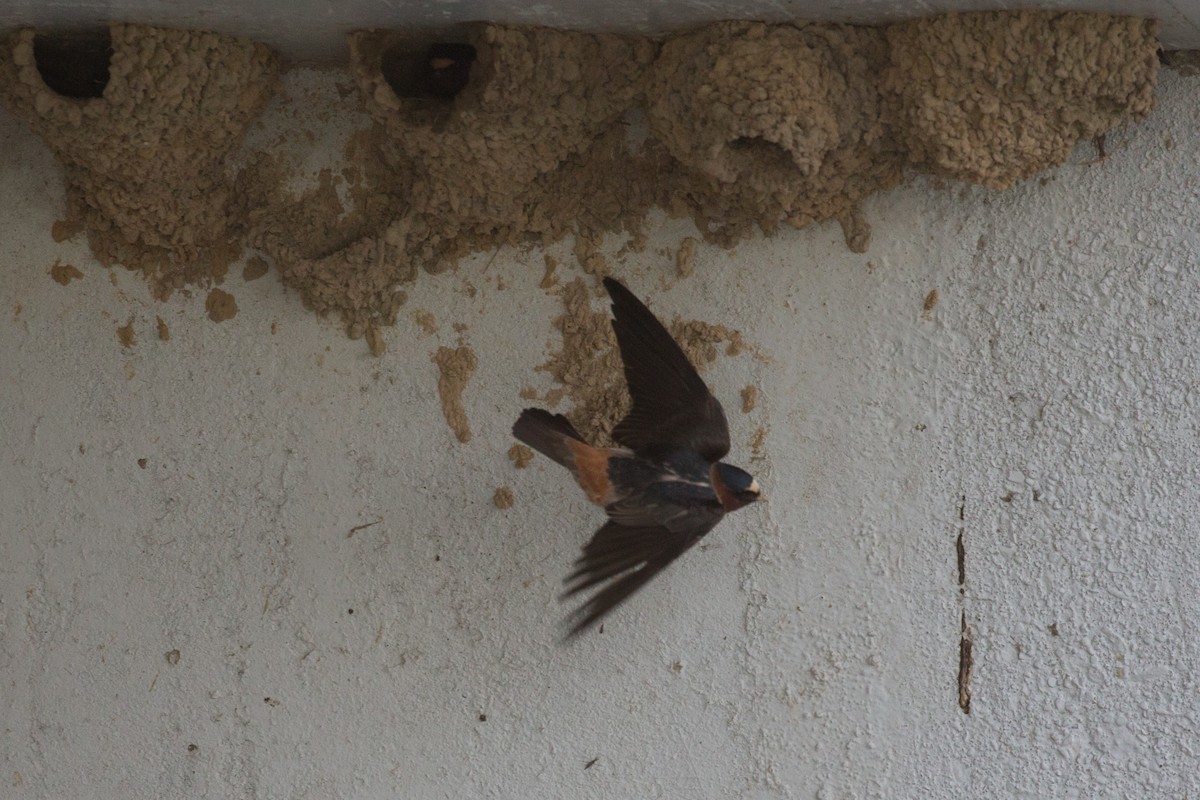 Cliff Swallow - ML309363221