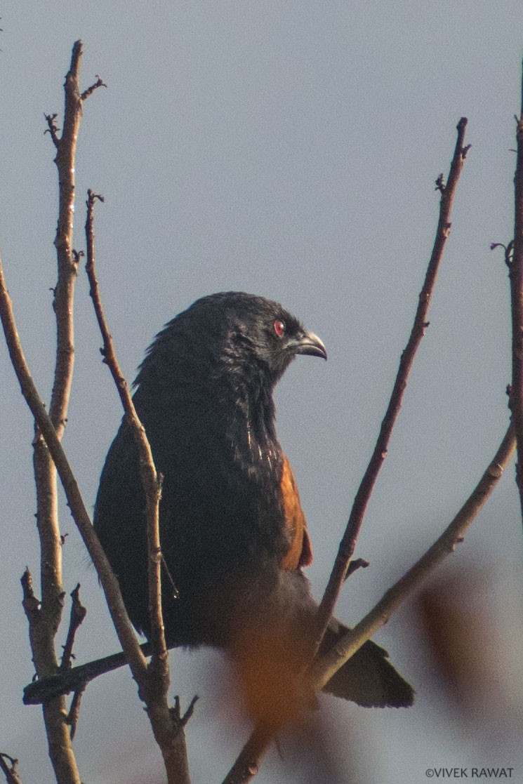 Greater Coucal - ML309363491