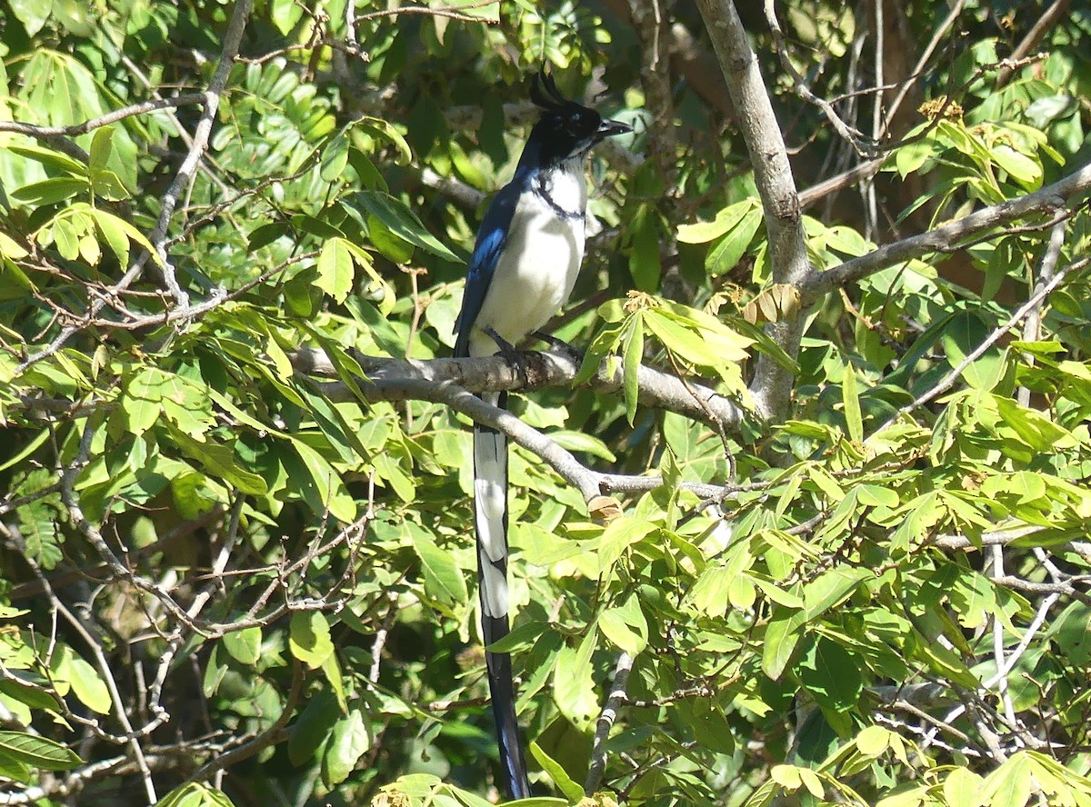 Black-throated x White-throated Magpie-Jay (hybrid) - ML309366471