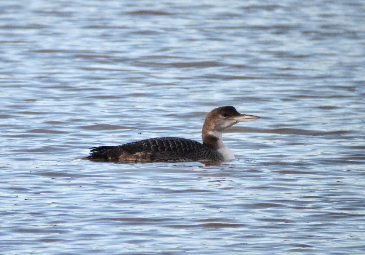 Plongeon huard - ML309366901