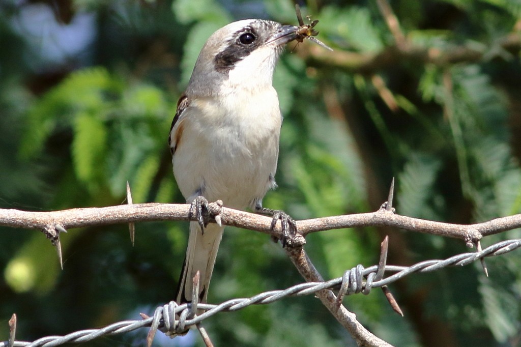 Bay-backed Shrike - ML309367661