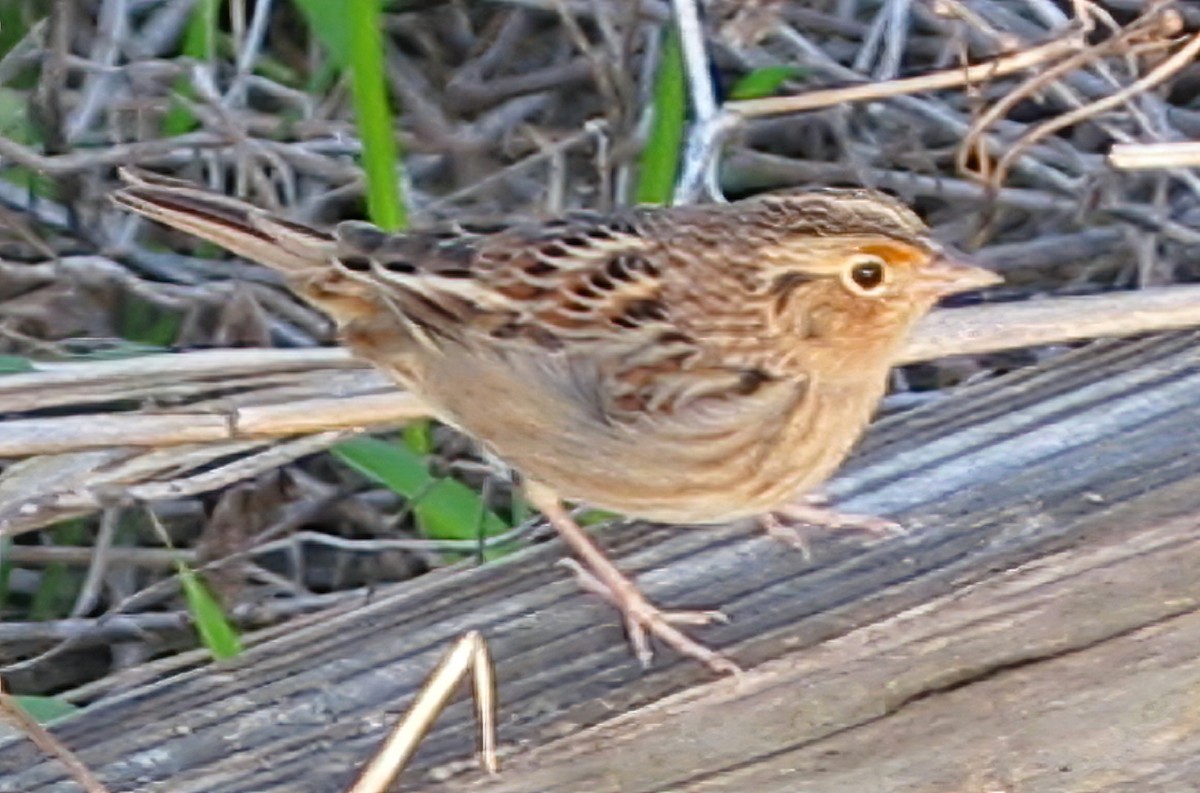 Grasshopper Sparrow - ML309367951