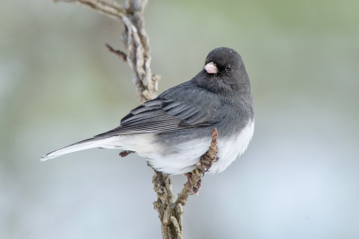 Dark-eyed Junco - ML309368121