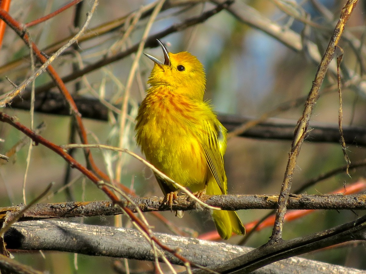 Yellow Warbler - ML30936851