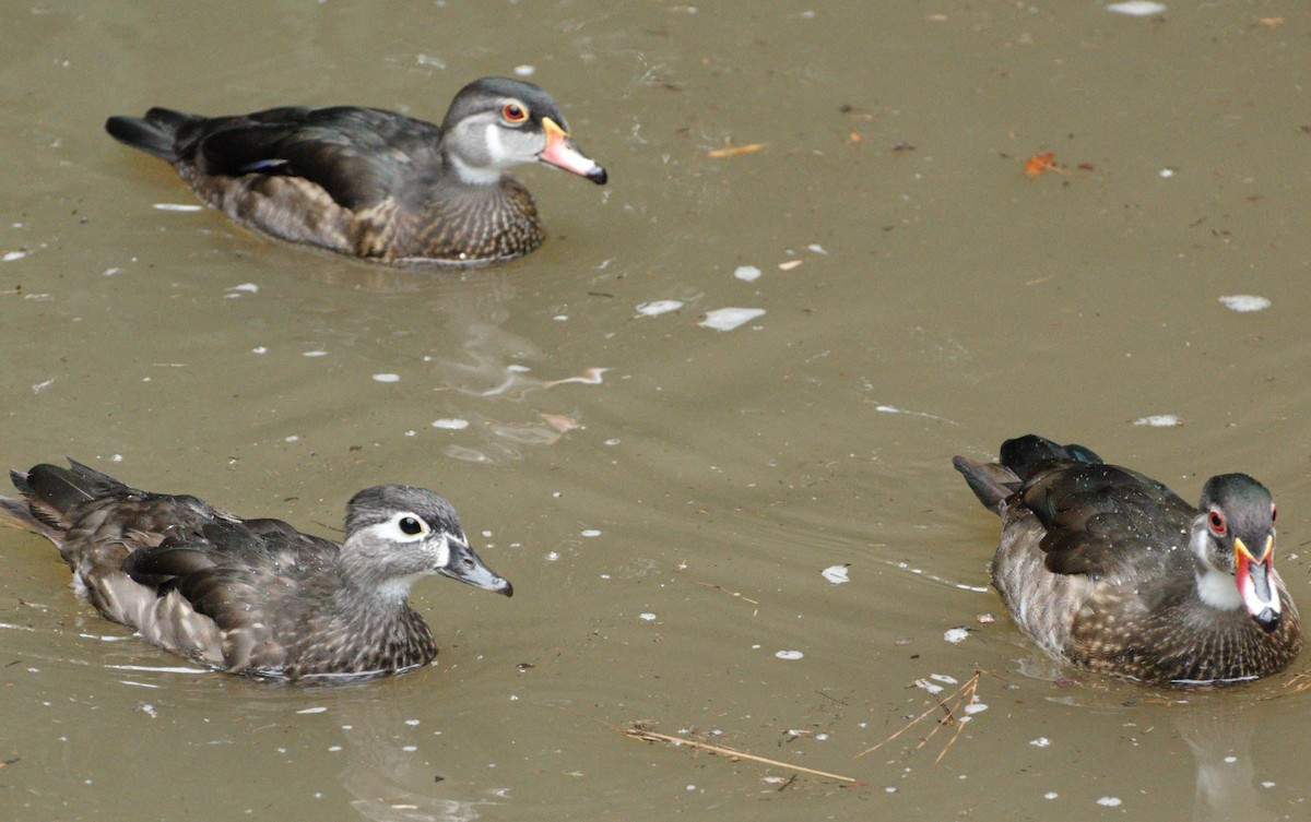 Wood Duck - ML30937091