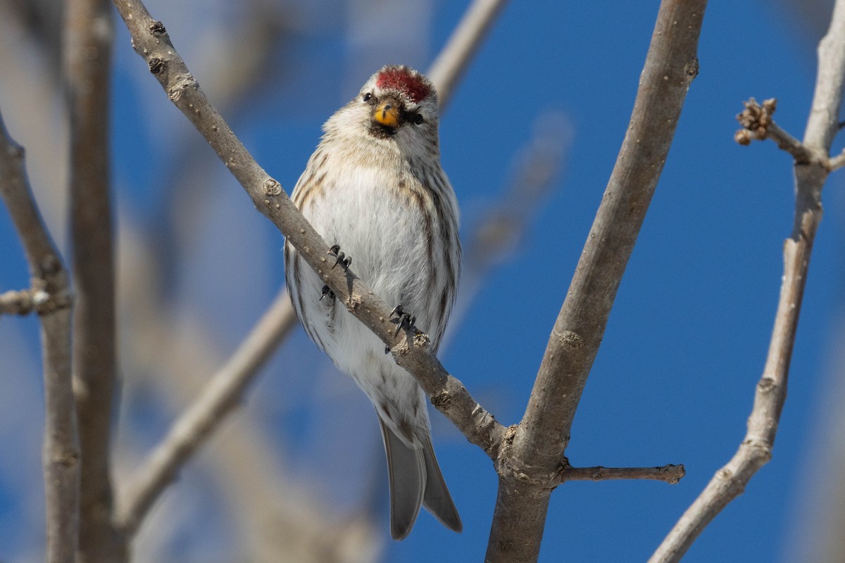 Redpoll (Common) - ML309371051