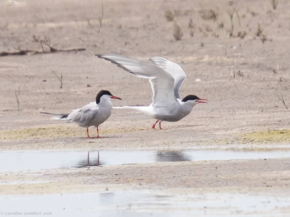 Arctic Tern - Caroline Lambert