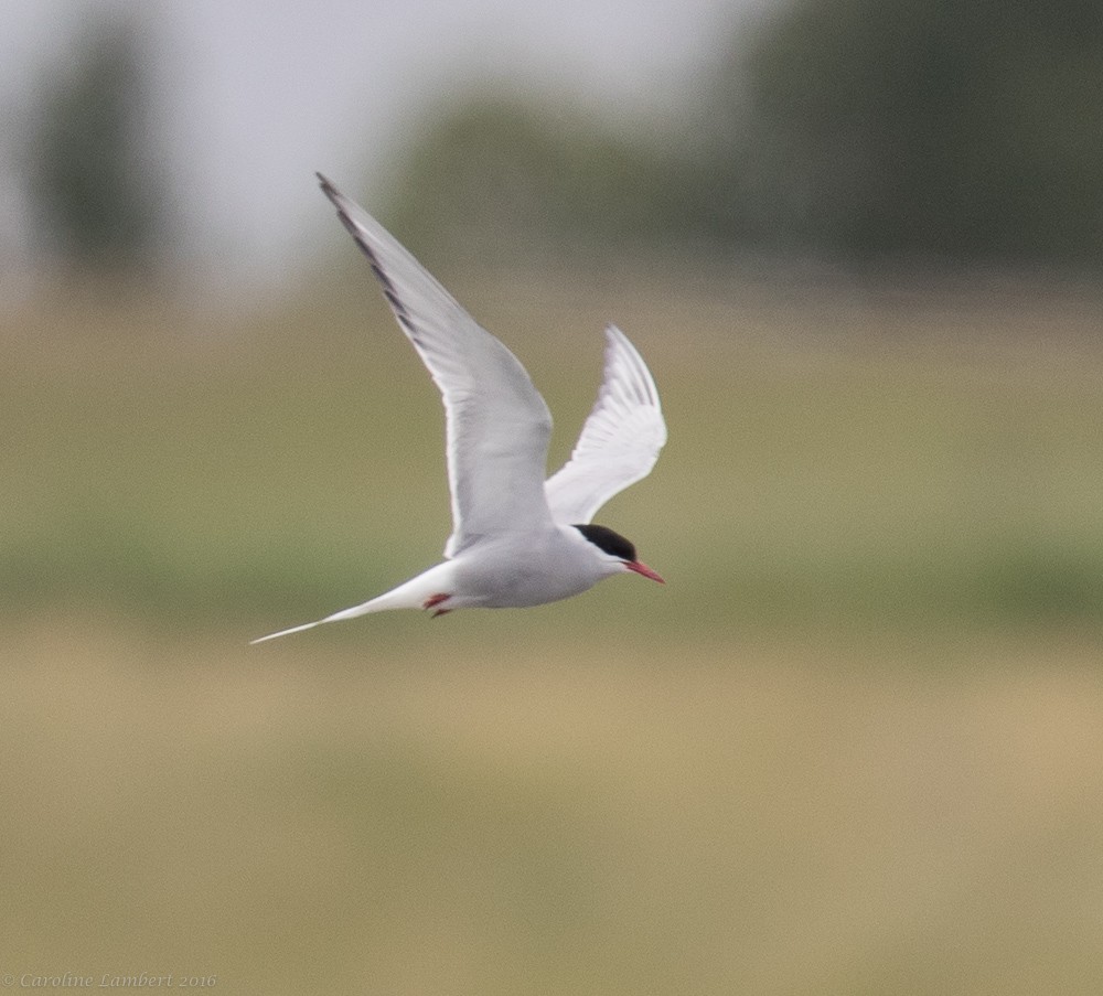 Arctic Tern - Caroline Lambert