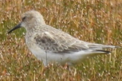 Baird's Sandpiper - Fernando Muñoz