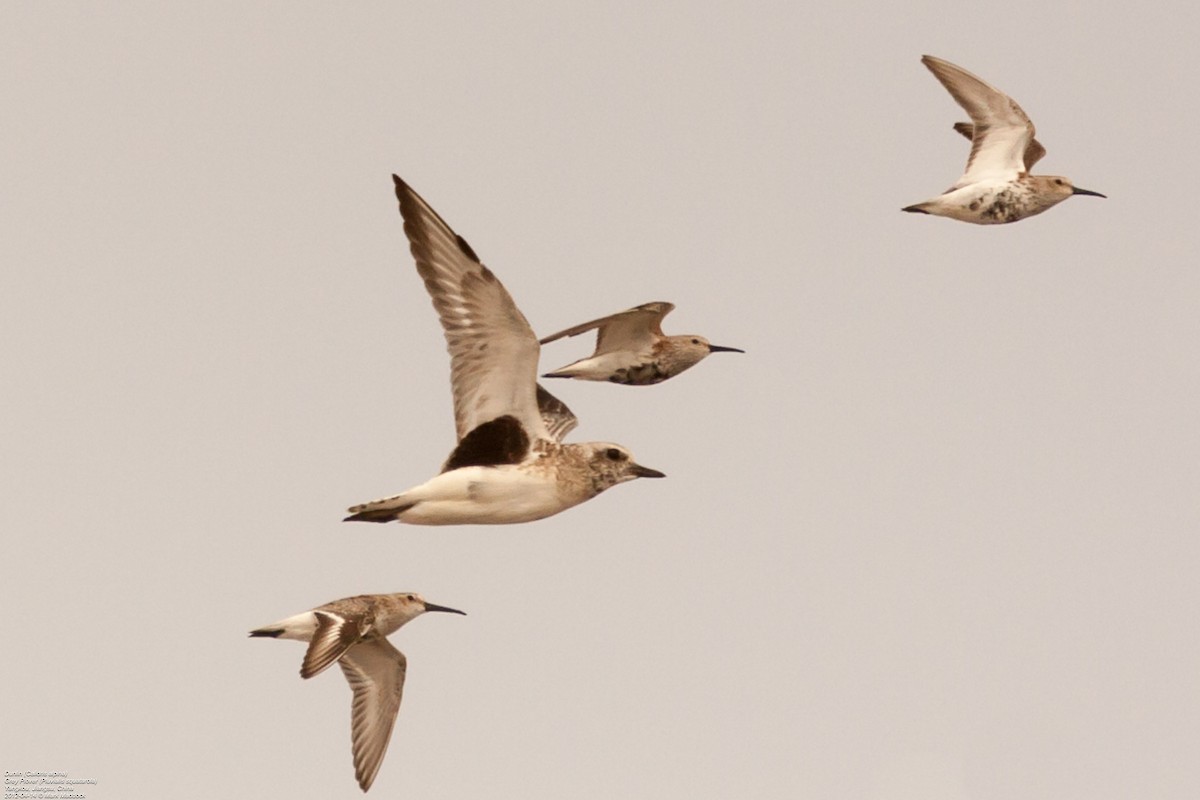 Black-bellied Plover - ML309376181