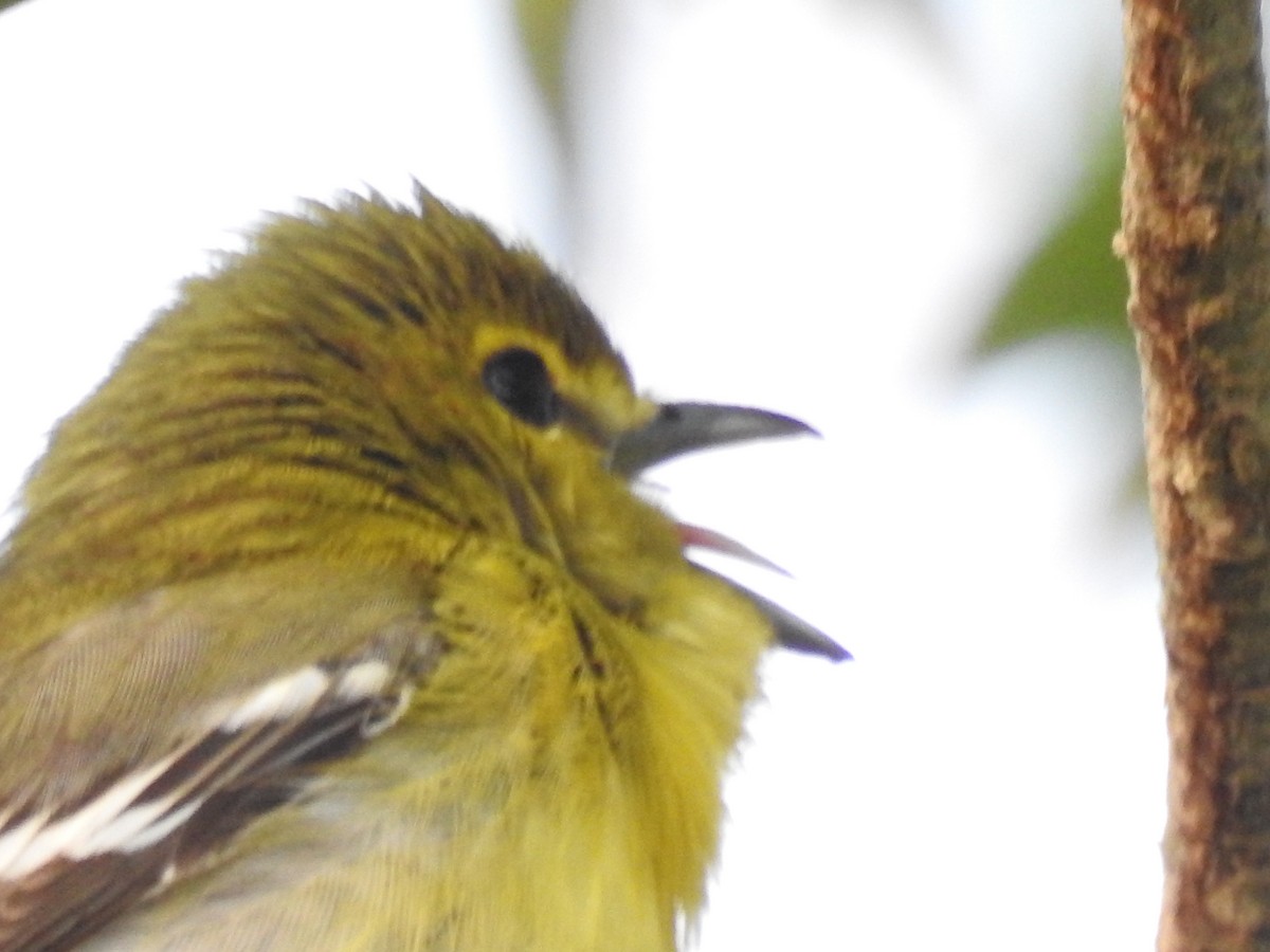 Yellow-throated Vireo - ML309378971