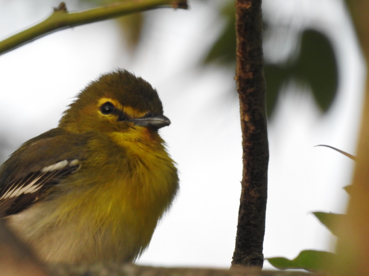 Yellow-throated Vireo - ML309379041