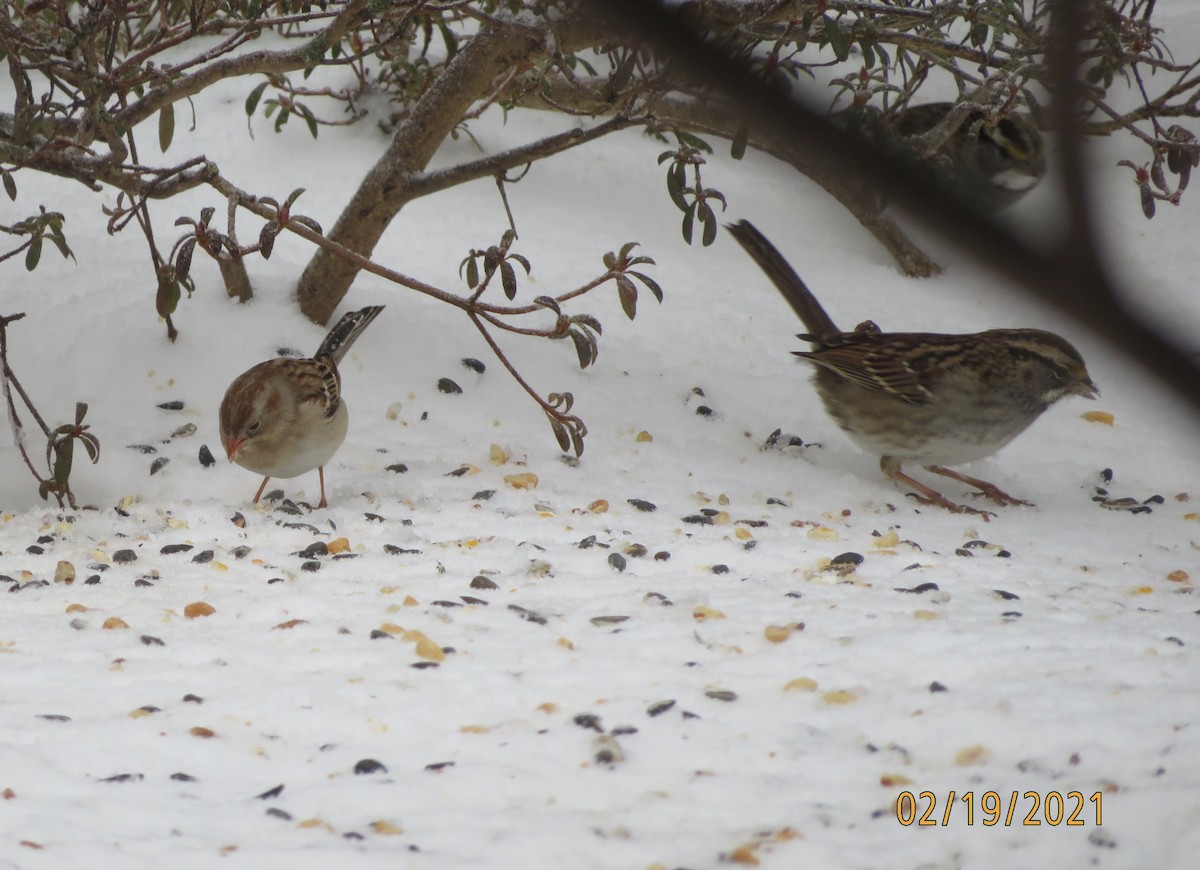 Field Sparrow - Mary Jo Buckwalter