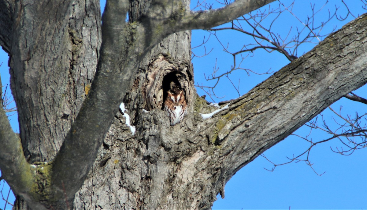 Eastern Screech-Owl - Nancy Jameson