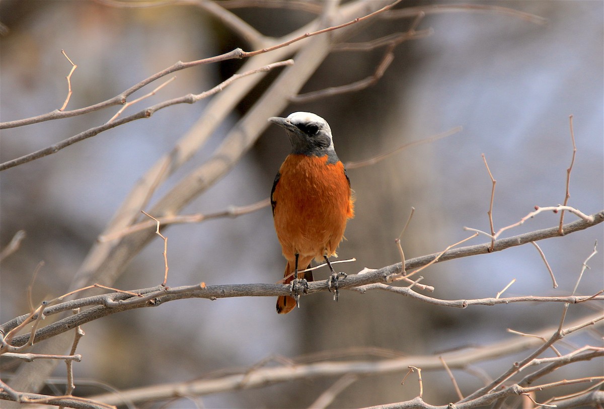 Short-toed Rock-Thrush - J. Christopher Haney