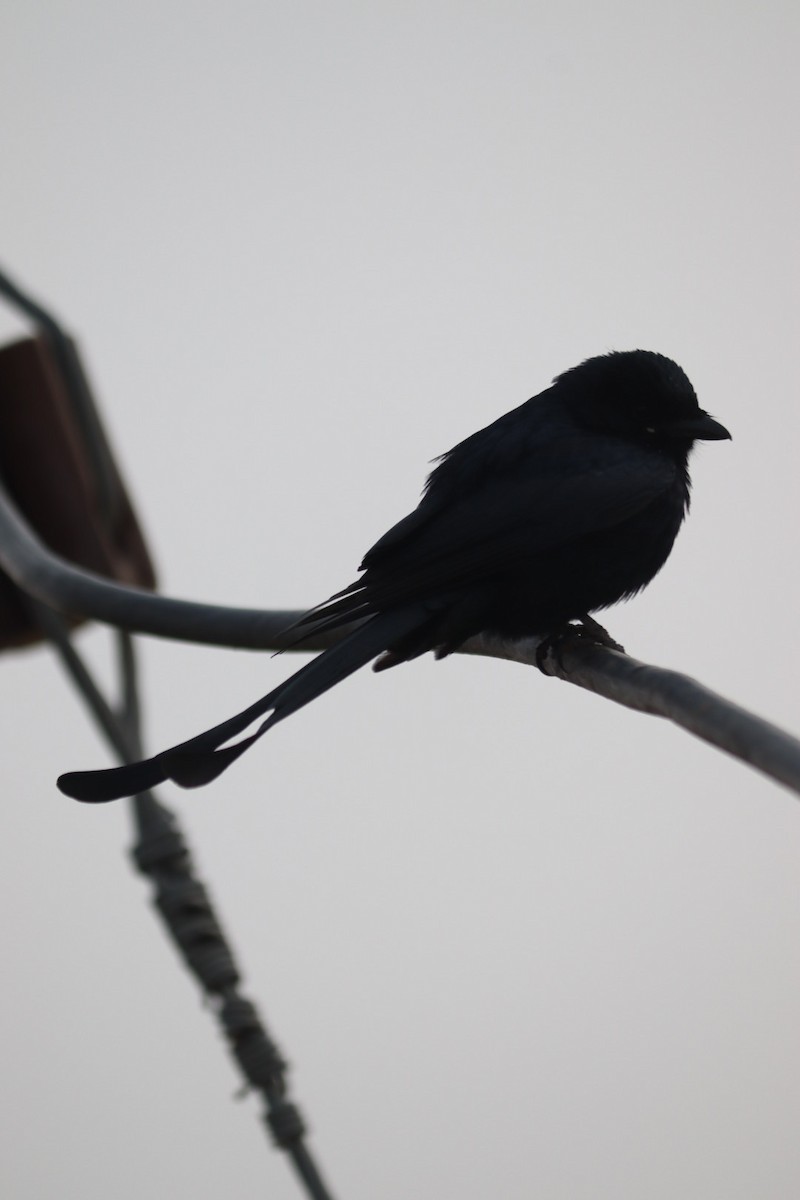 Black Drongo - akash sai