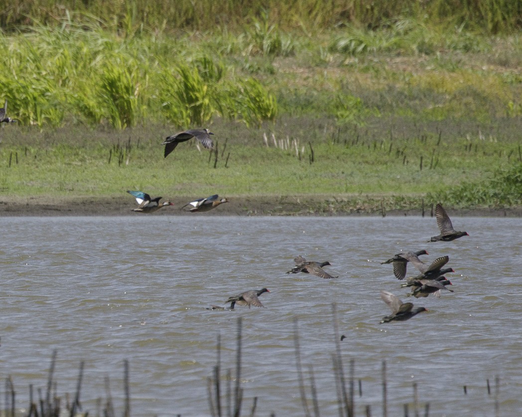 Common Gallinule - ML309383561