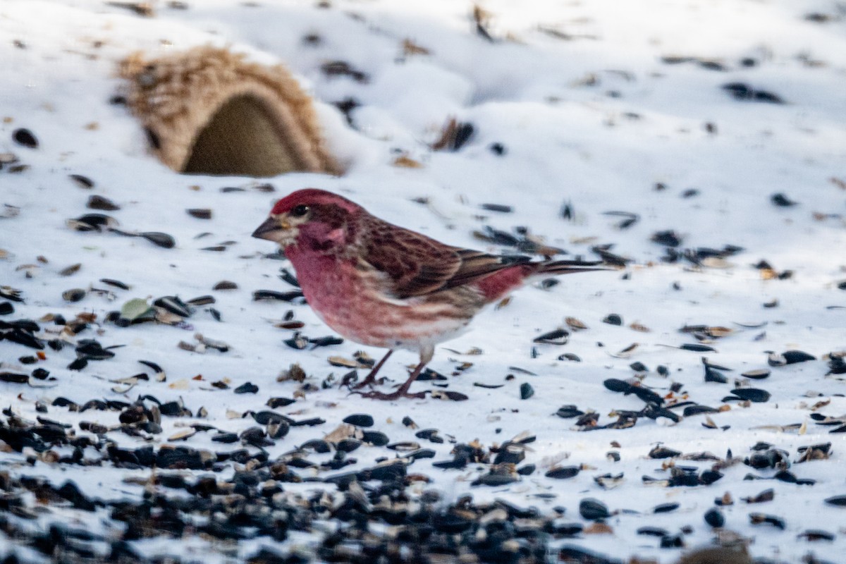 Purple Finch - ML309383931