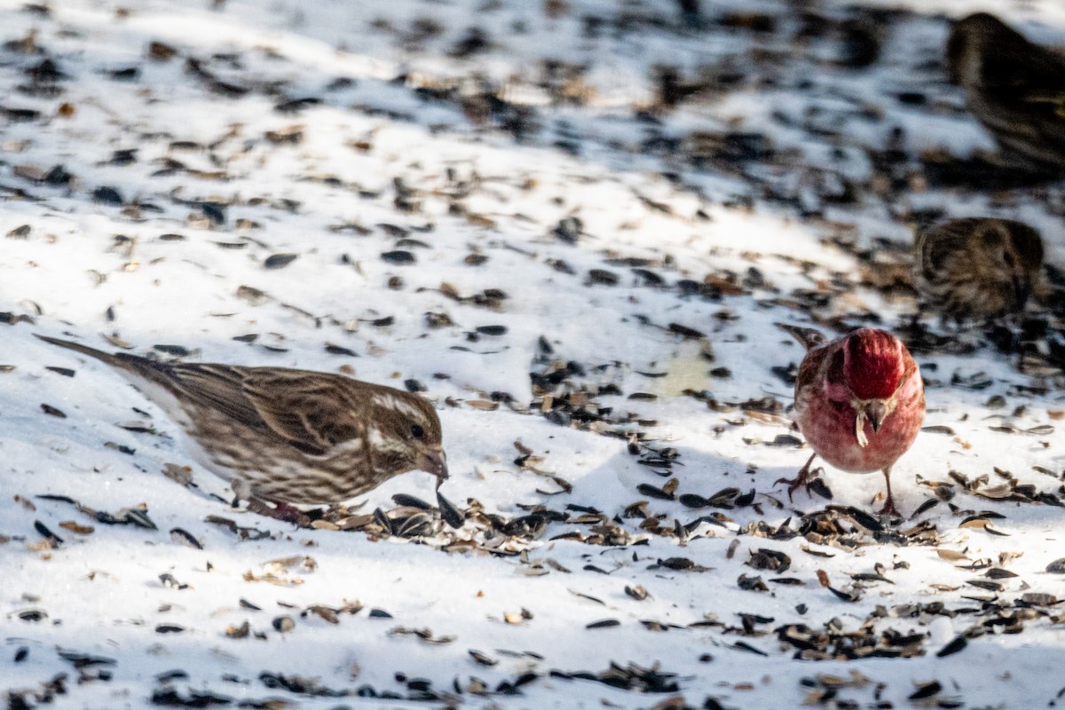 Purple Finch - Richard Hix