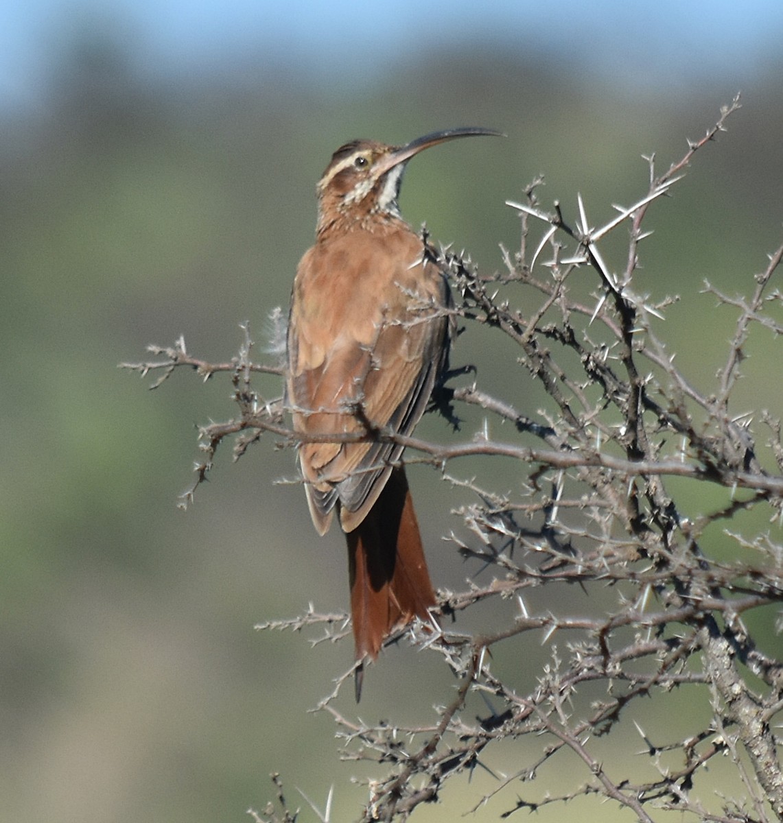 Scimitar-billed Woodcreeper - ML309385991