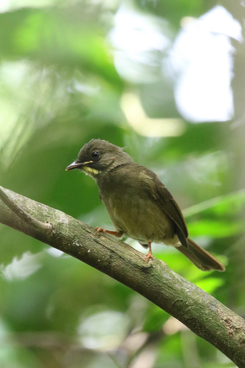 Yellow-whiskered Greenbul - ML309386161