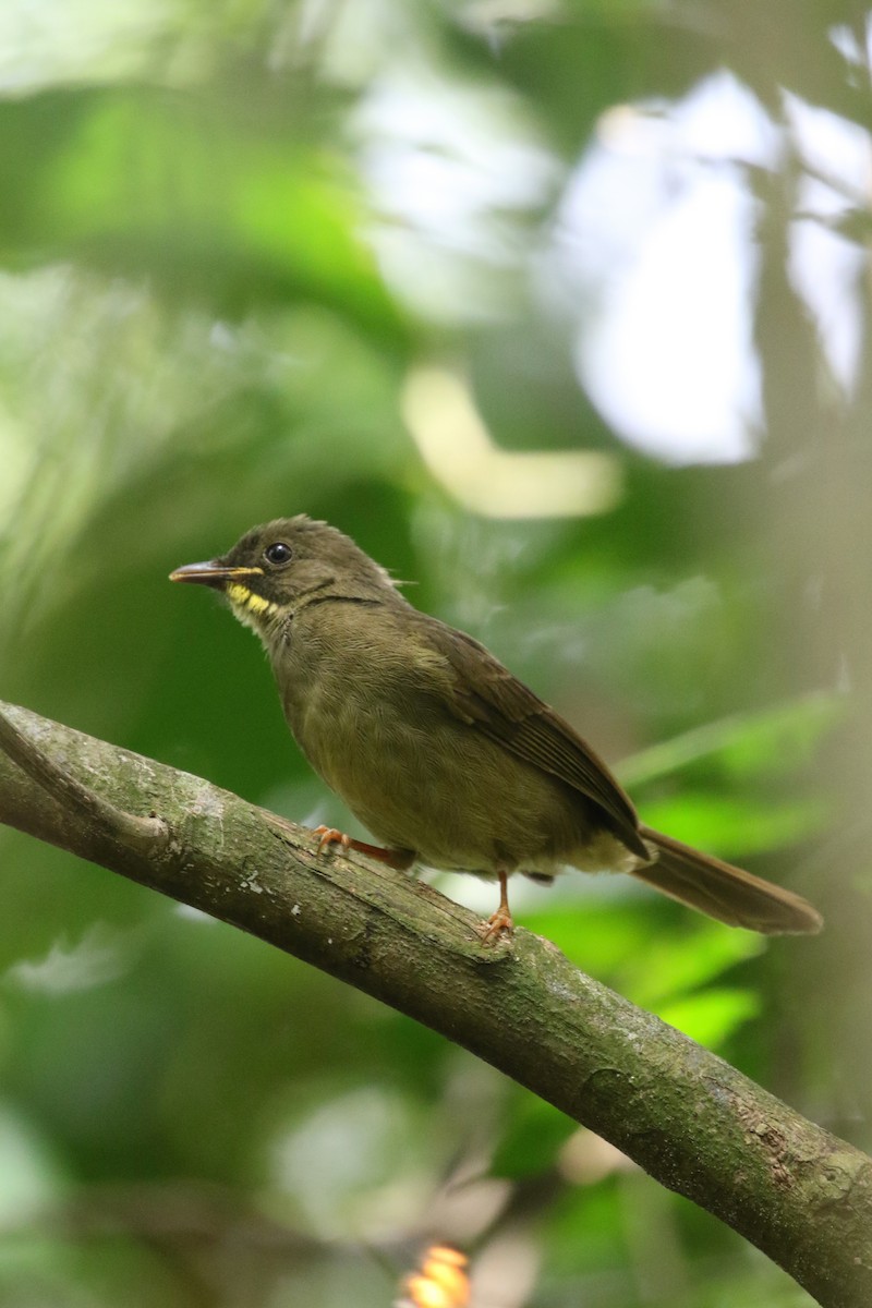 Yellow-whiskered Greenbul - ML309386181