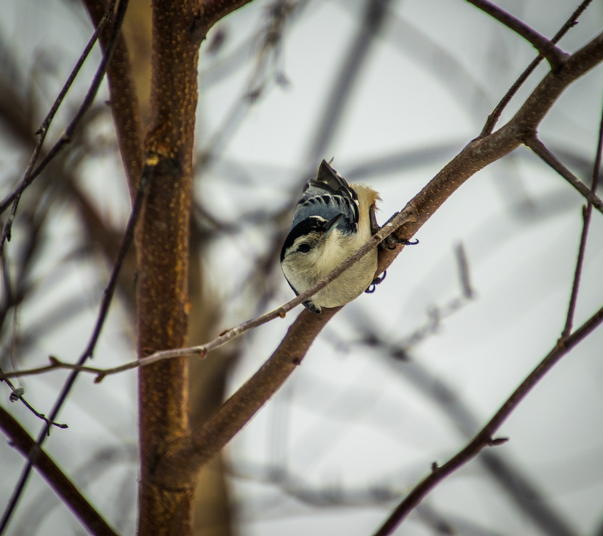 White-breasted Nuthatch - Anonymous