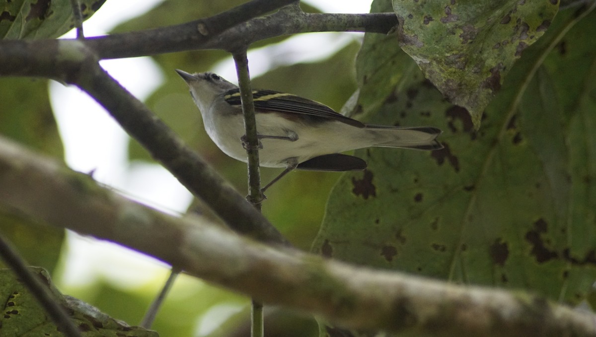 Chestnut-sided Warbler - ML309389181