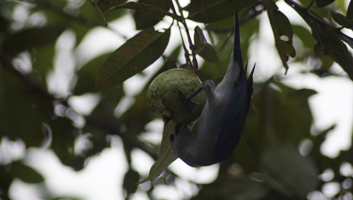 Blue-gray Tanager - ML309389301