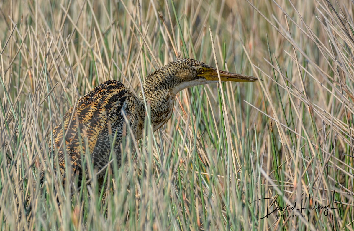 Pinnated Bittern - ML309389561