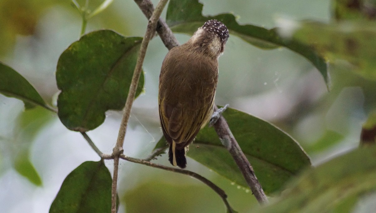 Olivaceous Piculet - ML309389871