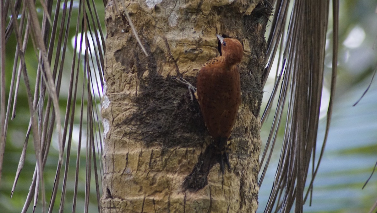 Cinnamon Woodpecker - Sonia  Canales