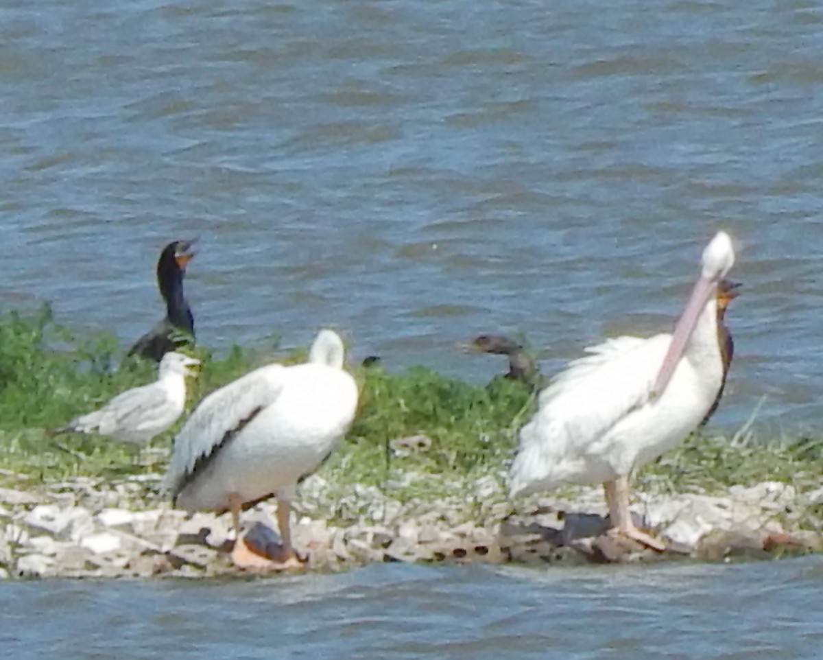 Neotropic Cormorant - ML30939021