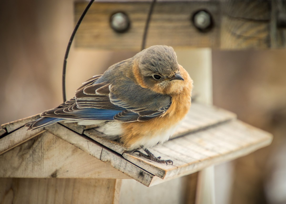 Eastern Bluebird - ML309390771