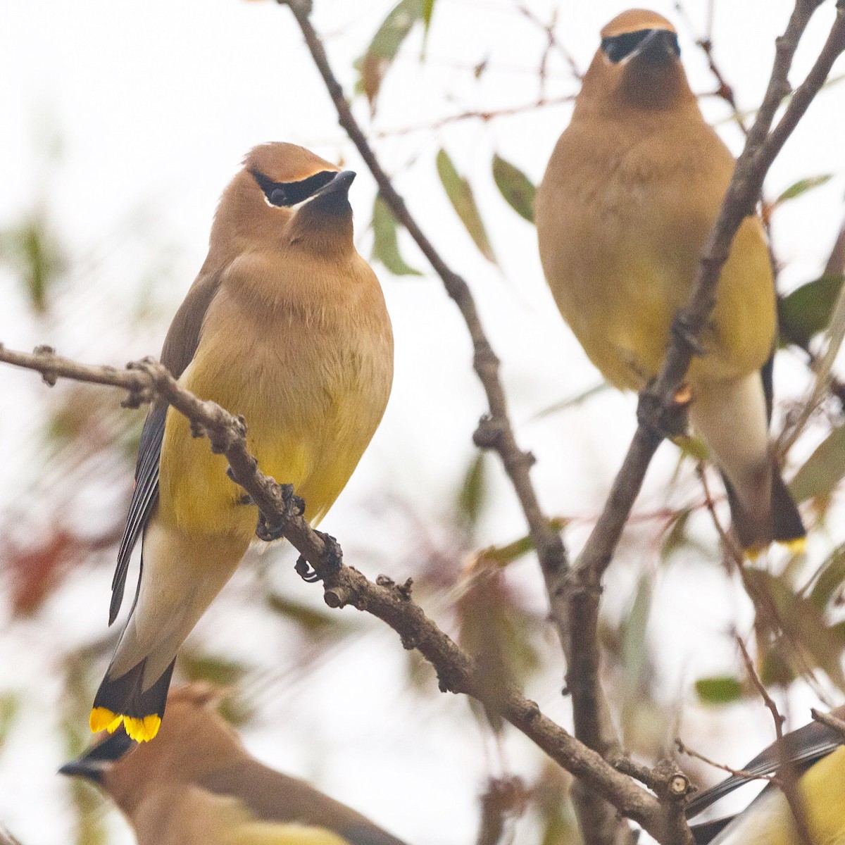 Cedar Waxwing - ML309390791