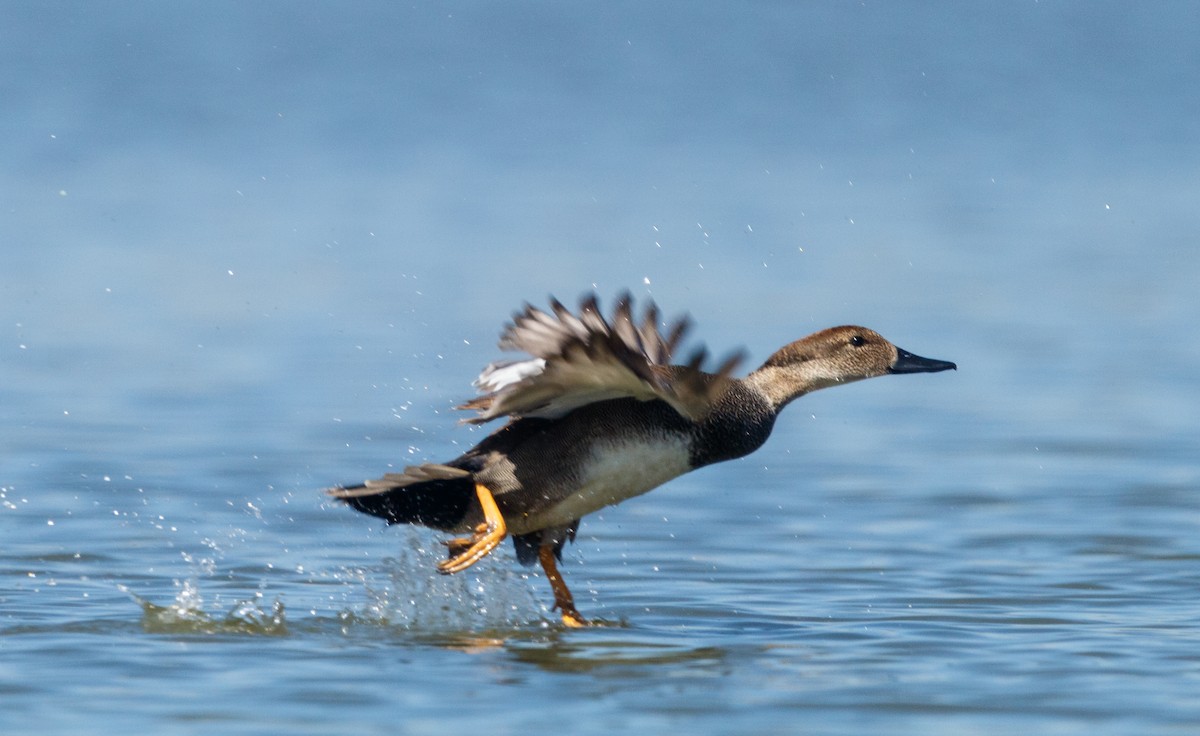 Gadwall - ML309391631