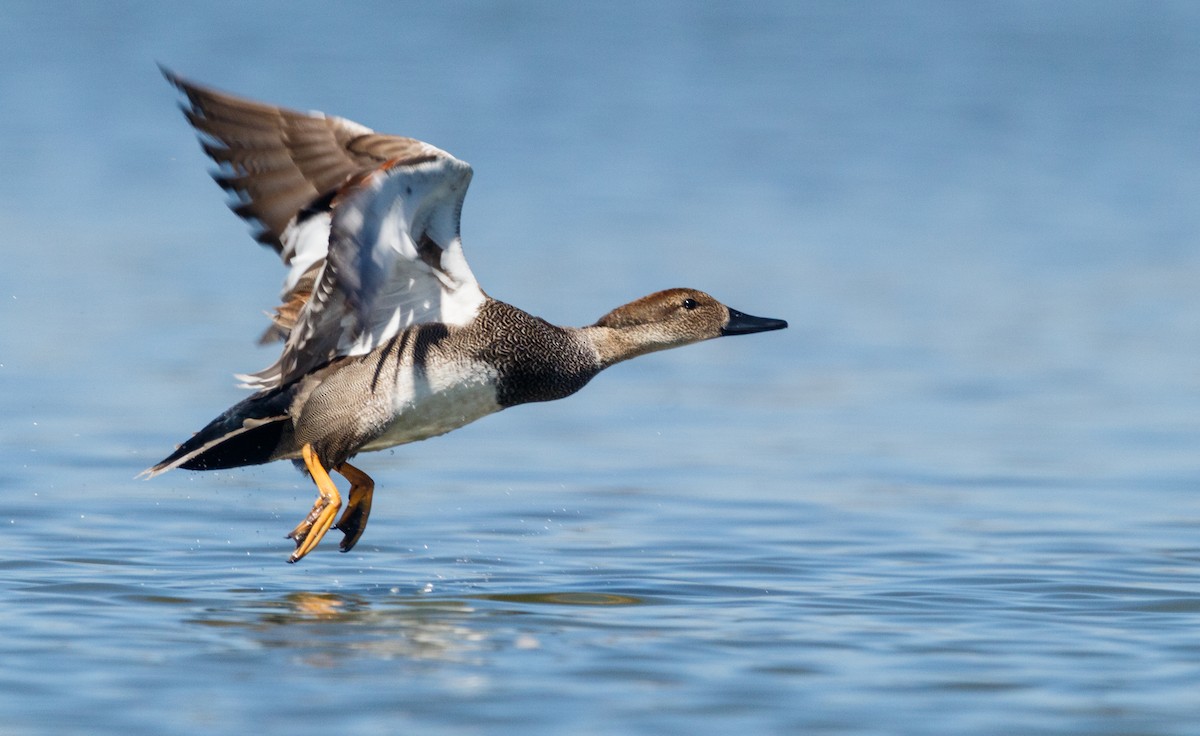 Gadwall - ML309391651