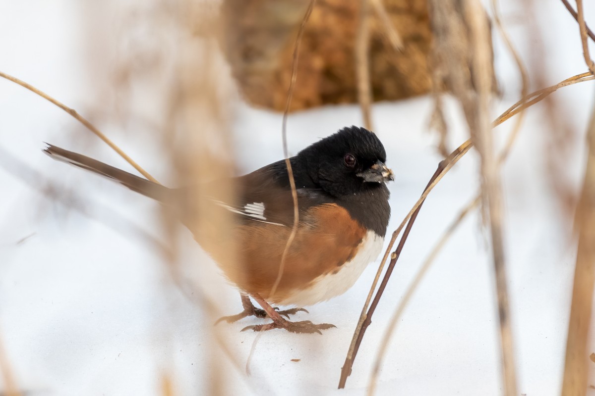 Eastern Towhee - ML309394031