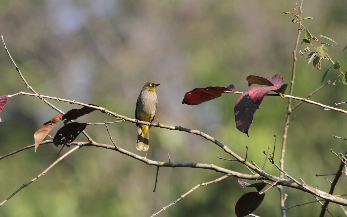 Pale-eyed Bulbul - ML309394221