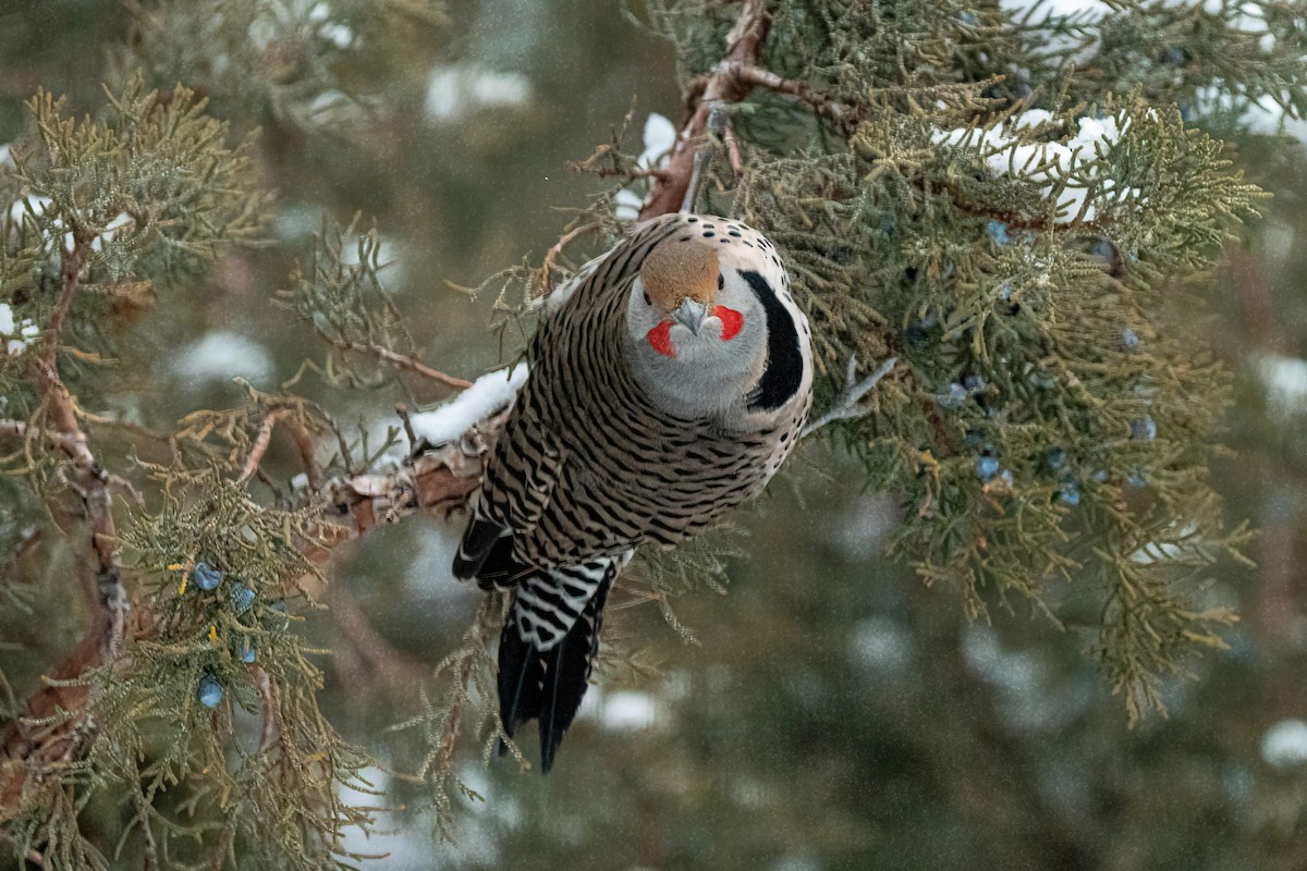 Northern Flicker - R Klinke