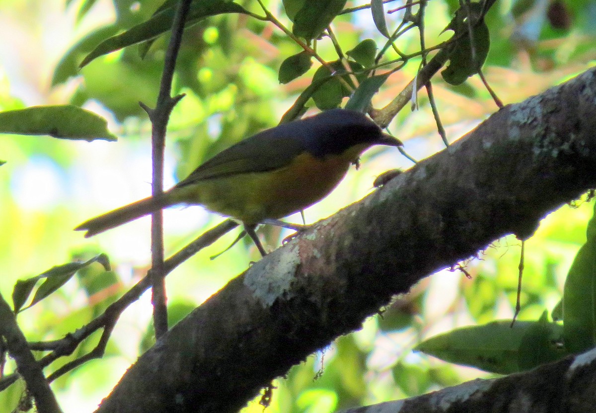 Black-fronted Bushshrike - ML309396121