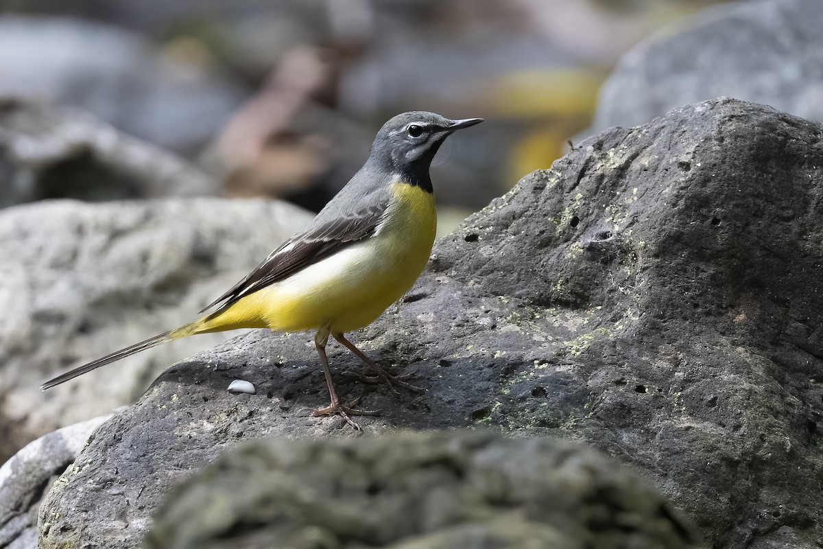 Gray Wagtail - ML309396351