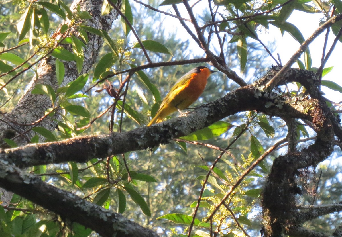 Black-fronted Bushshrike - ML309396581