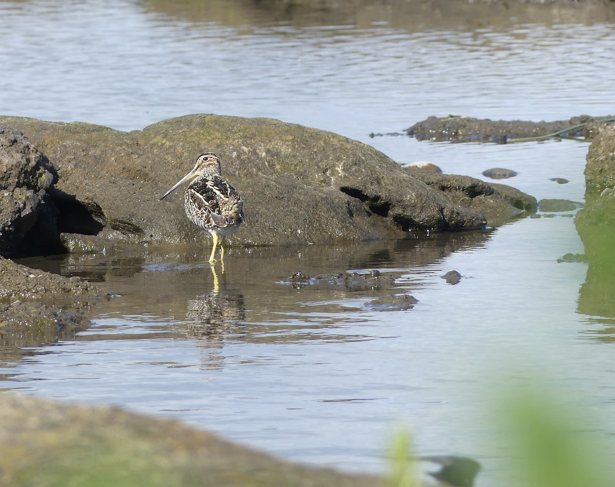 Magellanic Snipe - joaquin vial